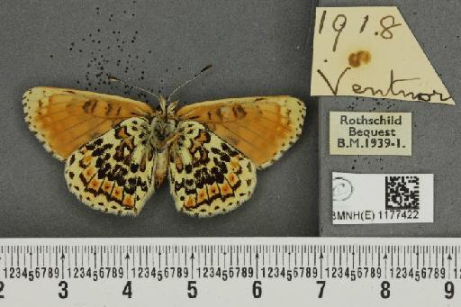 Melitaea cinxia ab. wittei Geest, 1903 - BMNHE_1177422_49463