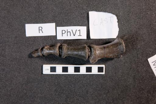 Mantellisaurus atherfieldensis (Hooley, 1925) - R5764-Mantellisaurus_R5764_Right_PhV1_Cast-1