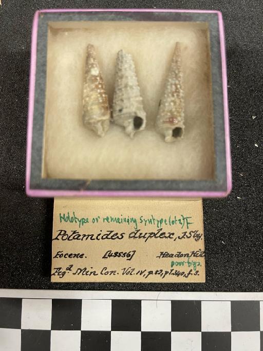 Potamides duplex J. Sowerby, 1822 - PI OR 43556
