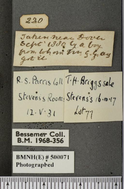 Issoria lathonia (Linnaeus, 1758) - BMNHE_500071_label_17285