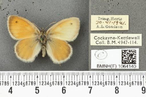 Coenonympha pamphilus ab. partimtransformis Leeds, 1950 - BMNHE_1064140_25304