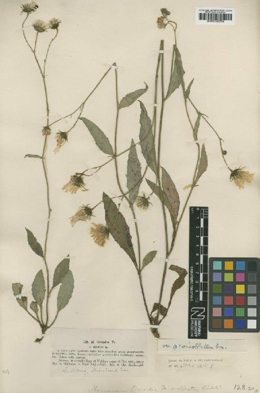 Hieracium onosmoides subsp. oreades (Fr.) Murr & Zahn - BM001050754