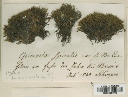 Grimmia funalis (Schwägr.) Bruch, Schimp. & W.Gümbel - BM000867905
