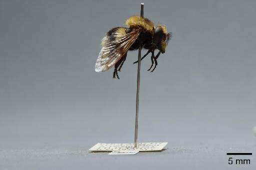 Volucella bombylans (Linnaeus, 1758) - 012530548_lateral