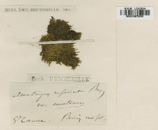 Anoectangium rufoviride var. eucollum Besch. - BM000870558