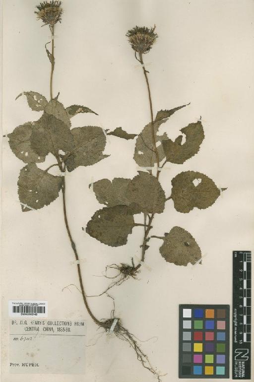 Saussurea populifolia Hemsl. - BM000996145