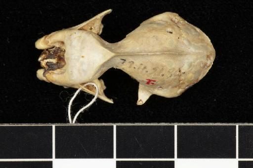 Hipposideros armiger debilis Andersen, 1906 - 1879_11_21_80-Hipposideros_armiger_debilis-Type-Skull-dorsal