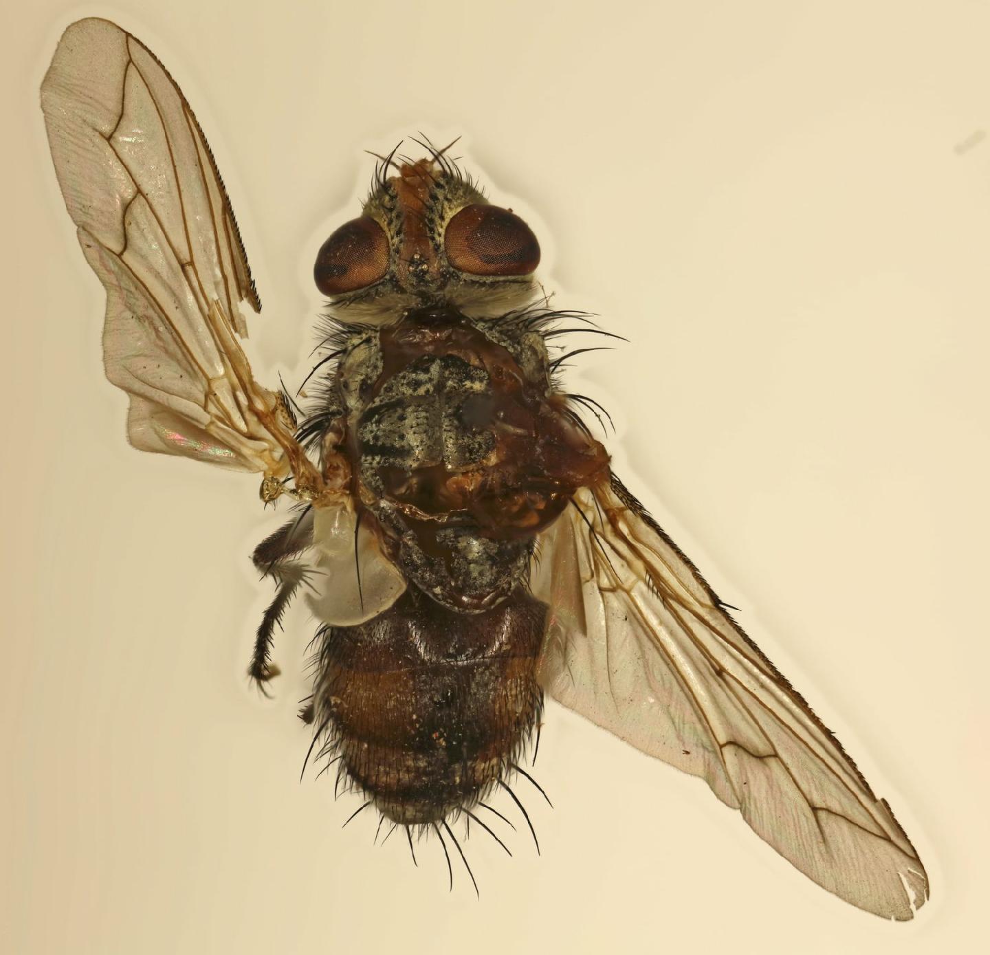 Ceratometopa cornifera