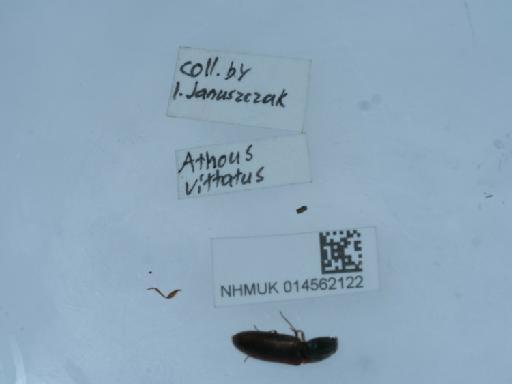 Athous (Athous) vittatus (Fabricius, 1792) - 014562122_3