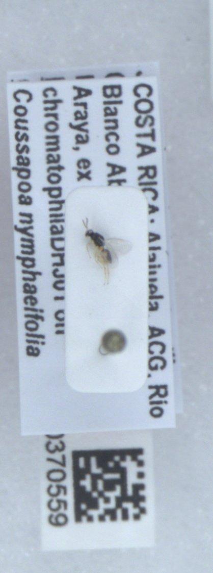 Euplectrus billbrowni Hansson, 2015 - Euplectrus billbrowni 010370559 PT F crop