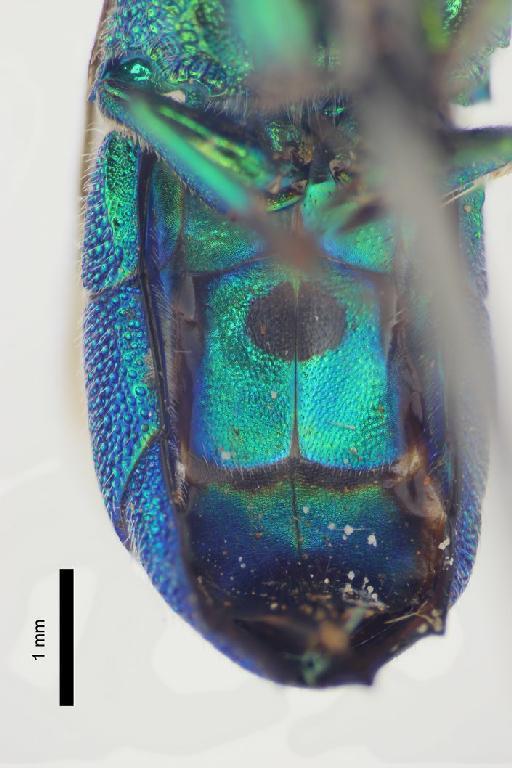 Chrysis saginata Linsenmaier, 1982 - Chrysis_saginata-BMNH(E)#970877_type-ventral-2_5X