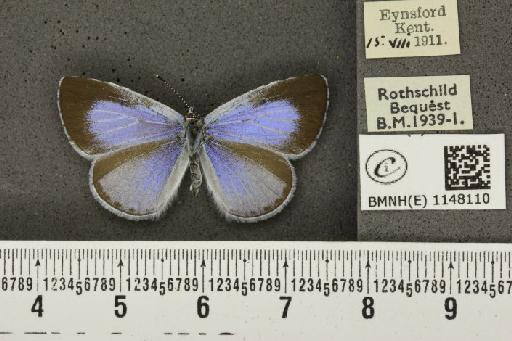 Celastrina argiolus britanna ab. lilacina Tutt, 1908 - BMNHE_1148110_111244