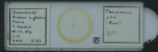 Planococcus citri Risso, 1813 - 010150387_117588_1101300