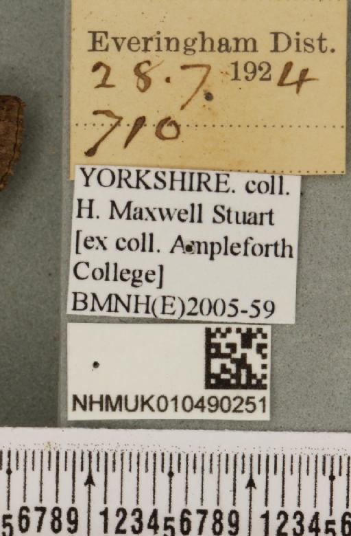 Abrostola triplasia (Linnaeus, 1758) - NHMUK_010490251_label_553107