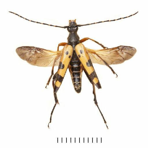 Rutpela maculata (Poda, 1761) - BMNH#950707_Rutpela_ maculata