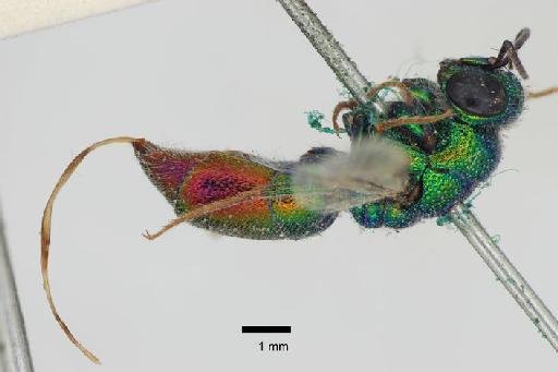 Chrysis autocrata Nurse, 1903 - Chrysis_autocrata-BMNH(E)#970918_type-lateral-1_25X