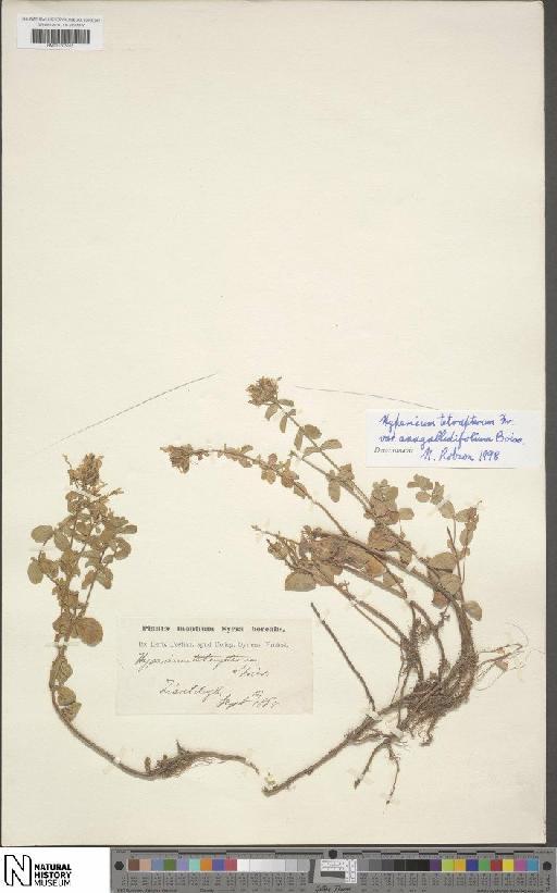 Hypericum tetrapterum var. anagallidifolium Boiss. - BM001203055