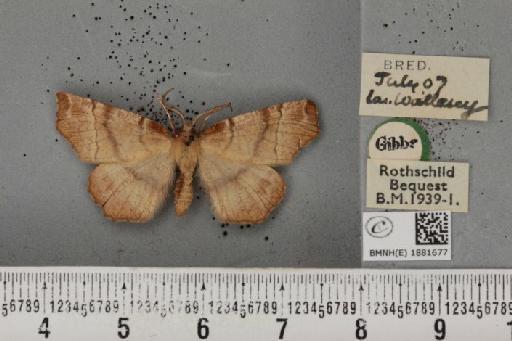 Selenia dentaria (Fabricius, 1775) - BMNHE_1881677_446834