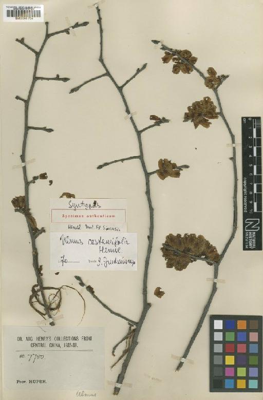 Ulmus castaneifolia Hemsl. - BM000951704