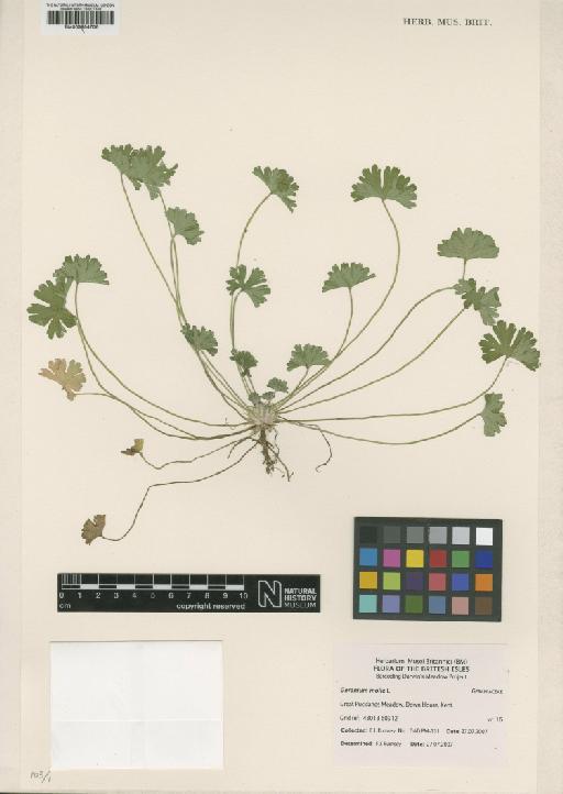 Geranium molle L. - BM000954706