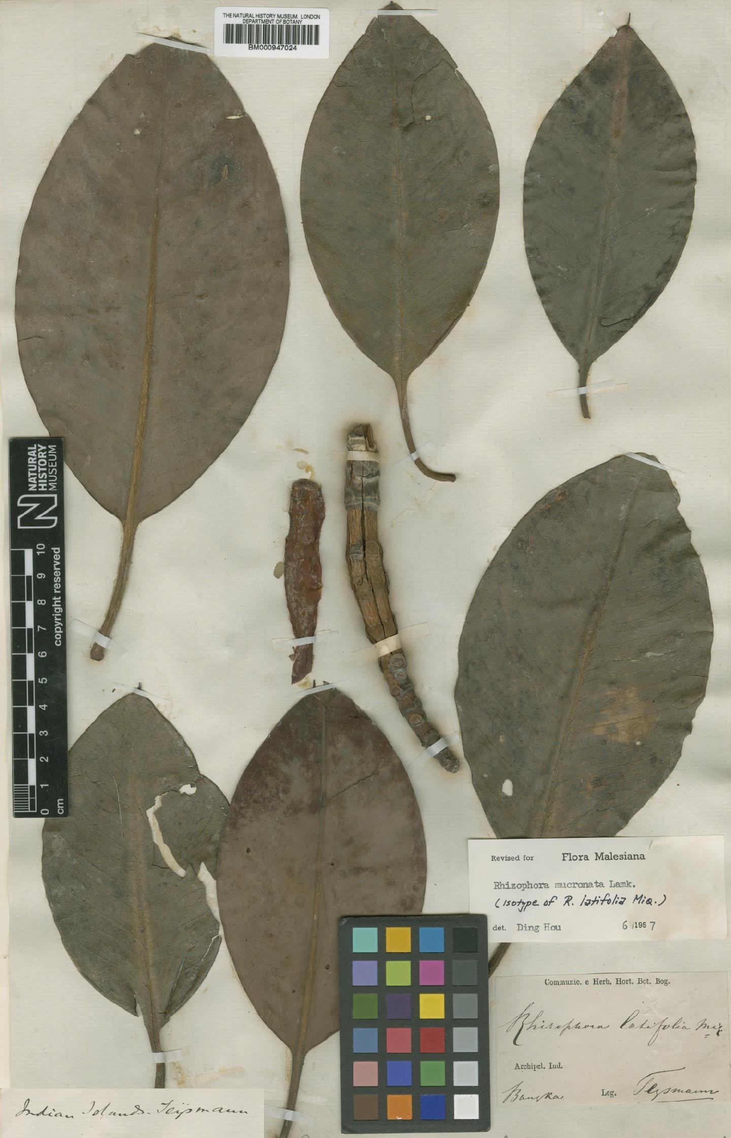 To NHMUK collection (Rhizophora mucronata Lam.; Isotype; NHMUK:ecatalogue:556628)