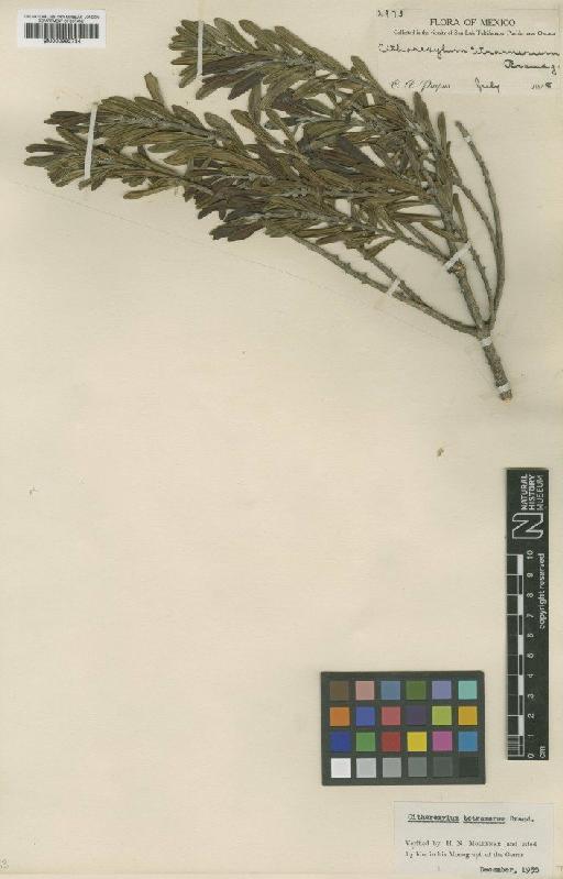 Citharexylum tetramerum Brandegee - BM000992734