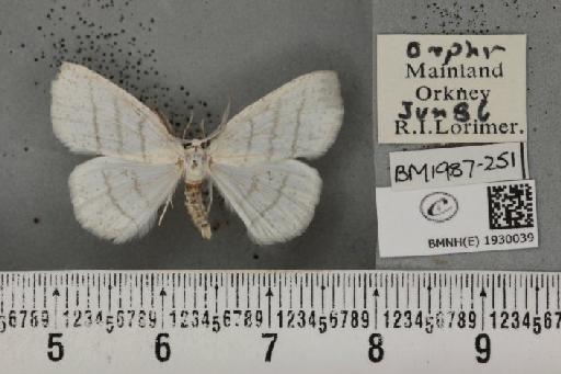 Cabera pusaria (Linnaeus, 1758) - BMNHE_1930039_494954