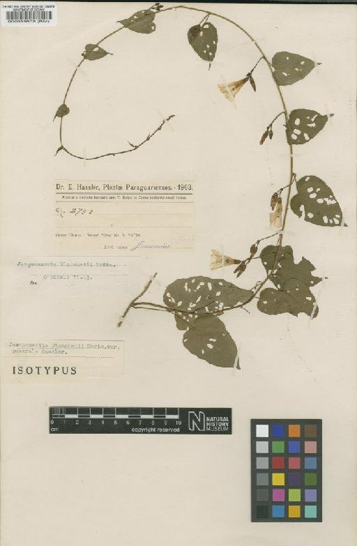 Jacquemontia densiflora (Meisn) Hallier f. - BM000089503