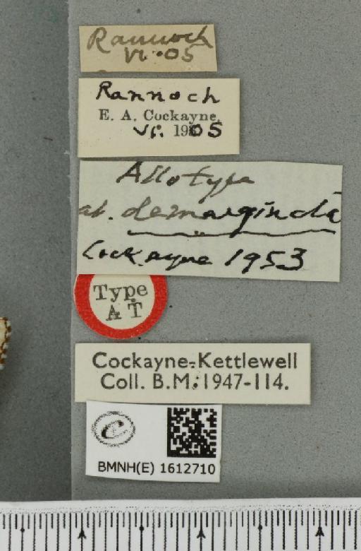 Epirrhoe tristata ab. demarginata Cockayne, 1953 - BMNHE_1612710_label_324374