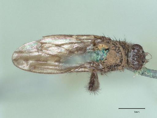 Maculantrops quinquemaculatus (Walker, 1849) - 013933163_dorsal_habitus