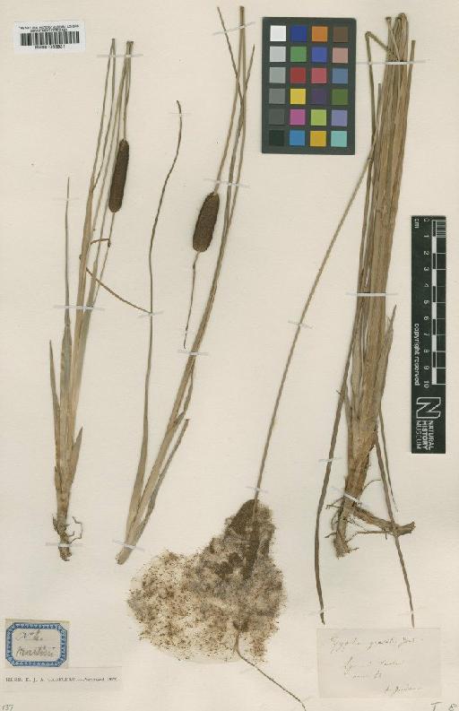 Typha lugdunensis P.Chabert - BM001066931