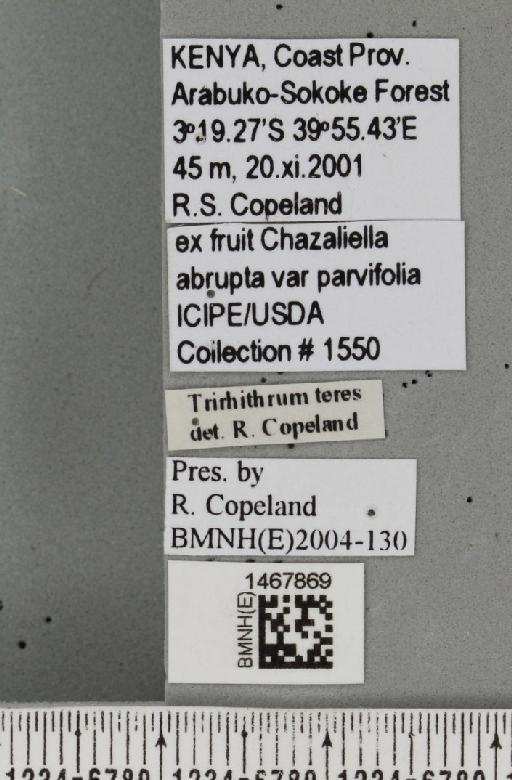 Trirhithrum teres Munro, 1938 - BMNHE_1467869_label_27719