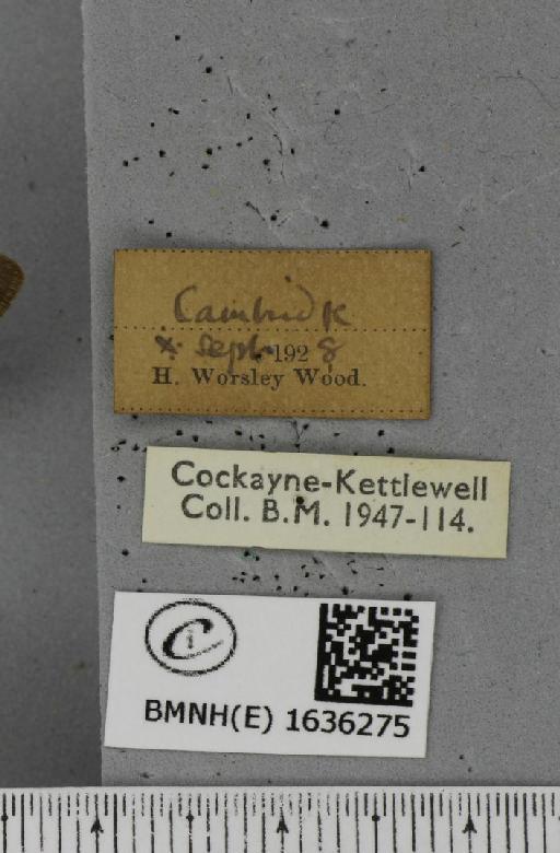 Macroglossum stellatarum (Linnaeus, 1758) - BMNHE_1636275_label_205993