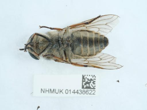 Tabanus autumnalis Linnaeus - 014438622_4