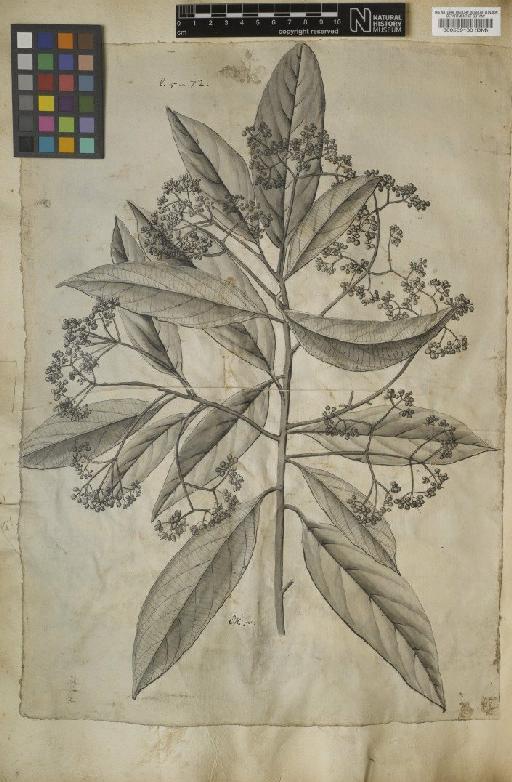 Nectandra antillana Meisn. - BM000589130