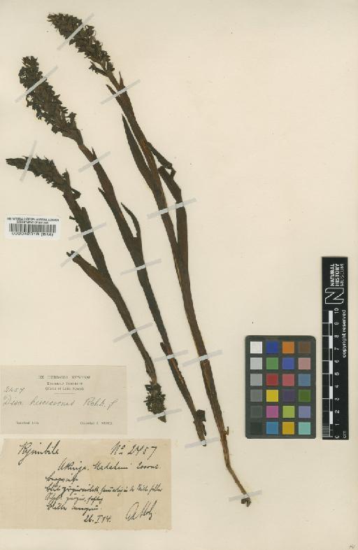 Disa hircicornis Rchb.f. - BM000042318
