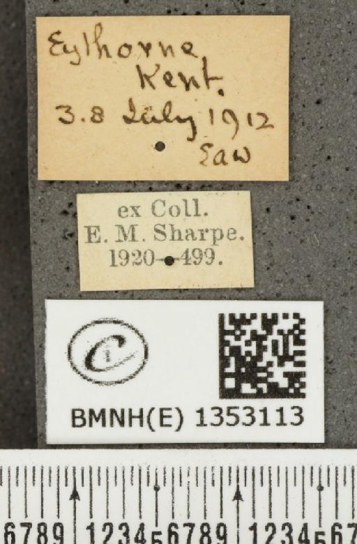 Ochlodes sylvanus (Esper, 1777) - BMNHE_1353113_label_155949