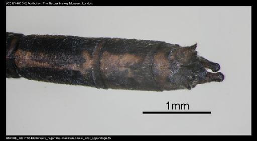 Elattoneura nigerrima (Laidlaw, 1917) - BMNHE_1201776-Elattoneura_nigerrima-specimen-dorsal_anal_appendage-5x