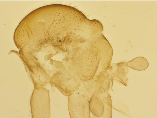 Chalastonepsia orientalis Soli, 1996 - 010178992_Chalastonepsia_orientalis_HT_BMNH258115_thorax_l_HF