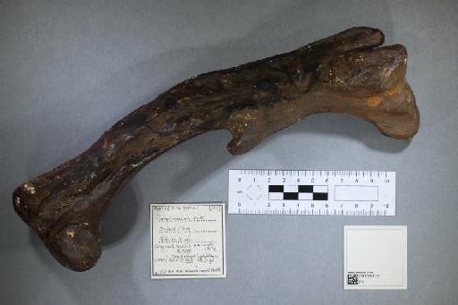 Camptosaurus leedsi - 010026112_L010093438