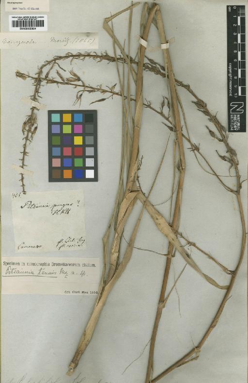 Pitcairnia integrifolia Ker Gawl. - BM000923894