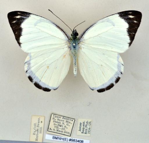 Delias enniana reducta Rothschild, 1915 - BMNH(E)983408_Delias enniana reducta_ Roths