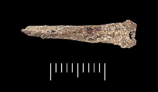 Oreochromis niloticus (Linnaeus, 1758) - NHMUK PV P 76389 Tabun fish spine (view 3)