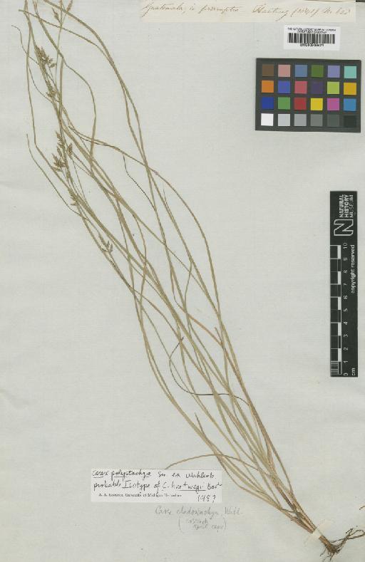 Carex polystachya Sw. ex Wahlenb. - BM000938425