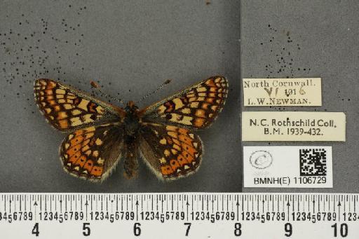Euphydryas aurinia ab. rectiangula Cabeau, 1924 - BMNHE_1106729_18350