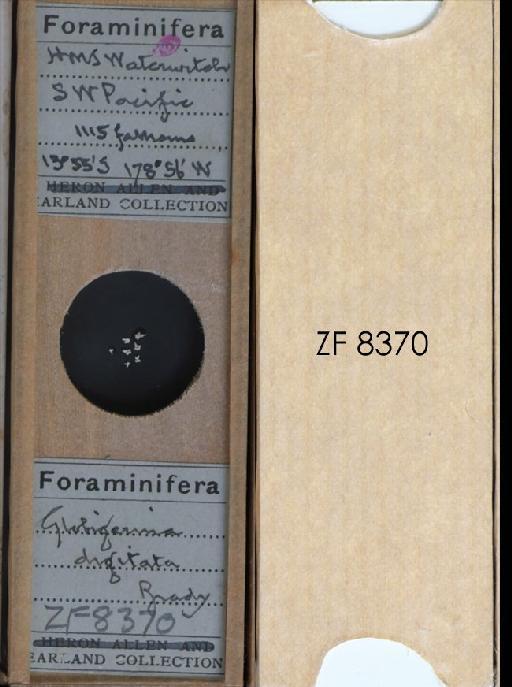 Globigerina digitata Brady, 1879 - ZF 8370.tif