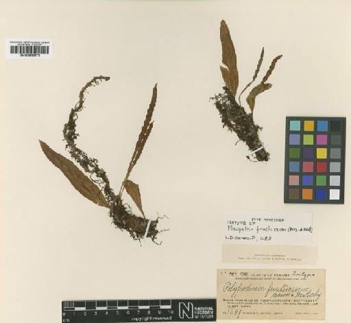 Pleopeltis fructuosa (Maxon & Weath.) Lellinger - BM000936876