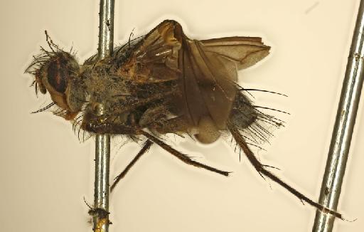 Acronacantha nubilipennis van der Wulp, 1891 - Acrocantha nubilipennis HT lateral
