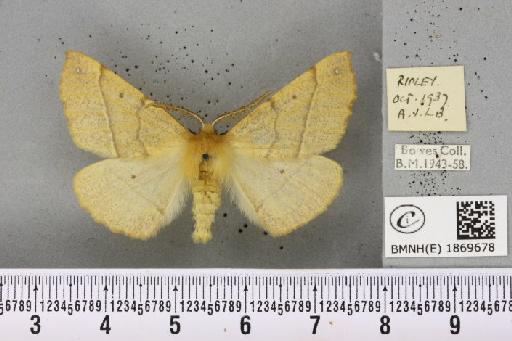 Colotois pennaria (Linnaeus, 1761) - BMNHE_1869678_454570