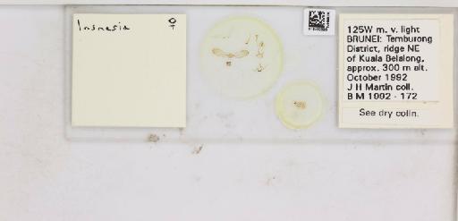 Insnesia Tuthill, 1964 - 013482896_117197_1146264_157889_NonType